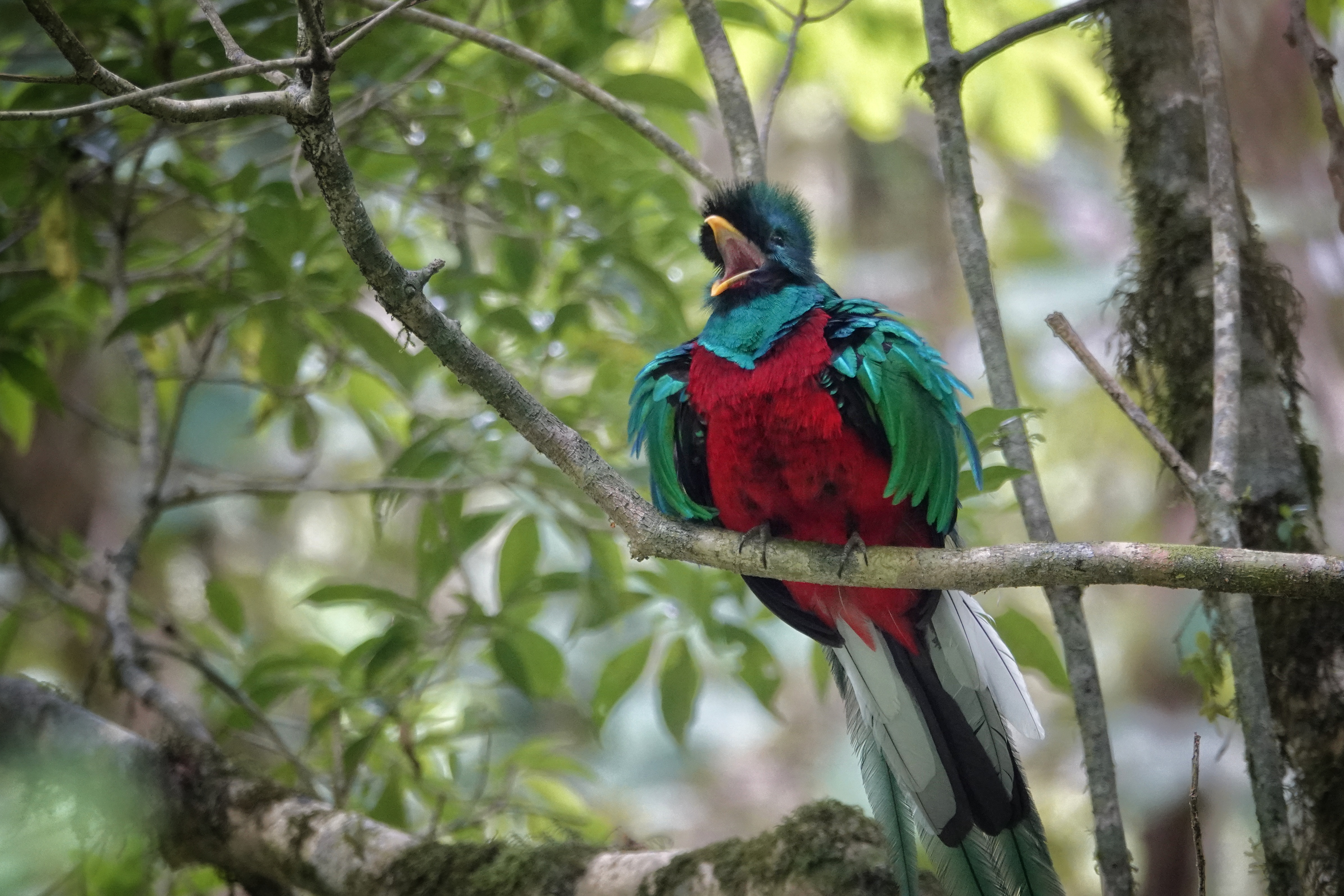 Quetzal de profil